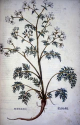 Myrrrhis Odorata Fuchs: almíscar de cerefólio - In "História Natural do Cacau e do Açúcar