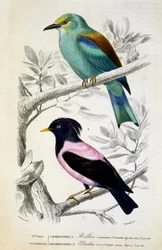 Placa de História Natural: Pássaros: Rollier commun et martin rose - em "Obras de Buffon, T.5, ed. Fume Jouvet & Cie