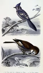 Placa de História Natural: Pássaros: O gaio azul da América do Norte e o gaio comum - em "Works of Buffon, T.5, ed. Fume Jouvet & Cie