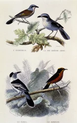 Quadro de história natural: Pássaros: O ecorcheur, a torta cinza, a vanga e o gonolek - em "Obras de Buffon", T.5, ed. Jouvet & Cie Smoking