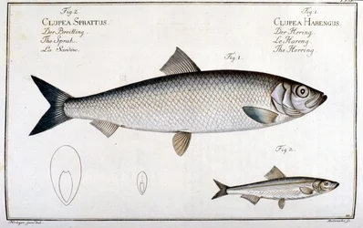 Quadro de história natural: arenque (1) e sardinha (2) por Marc Elieser Bloch Ichtyologie Paris - Berlim - Londres 1787.