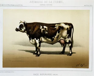 vaca normanda