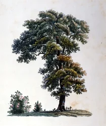 Oak. Gravura no início do século XIX.