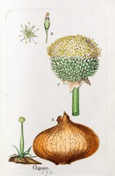Cebola