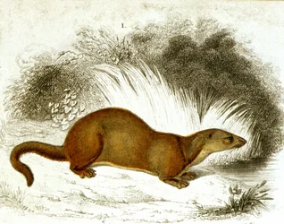 Lontra - gravação a cores. Gravura do século XIX.