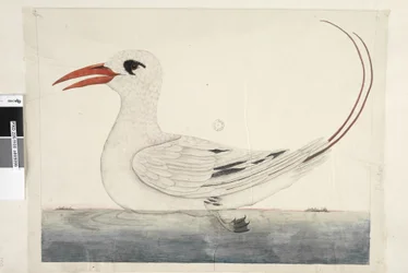 Página 100. Phaeton Red, Tailed Tropicbird Phaethon rubricauda, 1791-92
