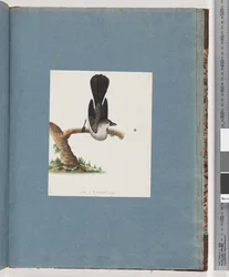 Página 107. Pássaro não identificado