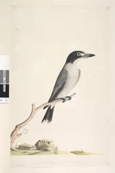 Página 10. Vanga. no centro inferior em mão diferente Tamanho natural, íris duvidosa Grey Butcher, Bird Cracticus torquatis masculino, 1791-92