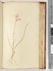 Página 119. Sem inscrição, desenho inacabado, planta não identificada