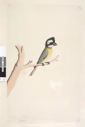 Página 11. Lanius. acima do título na mão diferente de outubro. Picanço-de-crista de tamanho natural, Tit Falcunculus frontatus, 1791-92