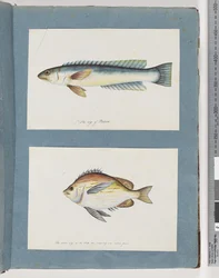 Página 11. Peixes não identificados. 12. Peixes não identificados