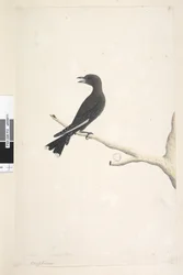 Página 12. Ocypterus. título acima em letra diferente abril, tamanho natural Dusky Wood, Swallow Artamus cyanopterus, 1791-92