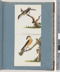 Página 133. Pássaro não identificado. 134. Pássaro Não Identificado