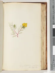 Página 134. Gompholobium grandlflorum - Exot. Quente. Eu. 5