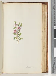 Página 135. Eriostemon
