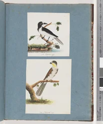 Página 135. Pássaro não identificado. 136. Pássaro Não Identificado