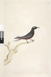Página 13. Ocypterus. título acima na mão diferente de dezembro. Tamanho natural Branco, Andorinha de madeira sobrancelha Artamus superciliosus, macho, 1791-92