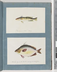Página 13. Peixes não identificados. 14. Peixe não identificado