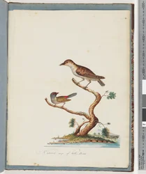 Página 140. 1. Pássaro não identificado. 2. Finch de sobrancelha vermelha