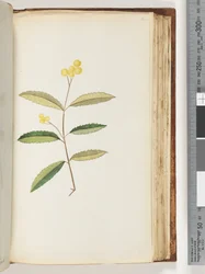 Página 140. Flor não identificada, outubro de 1794
