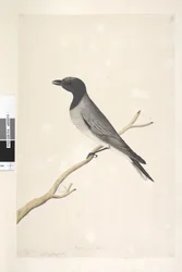 Página 14. Ceblephyris. título acima na mão diferente de agosto. Tamanho natural Pequeno cuco, picanço Coracina robusta, 1791-92