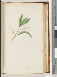 Página 150. Elaeocarpus