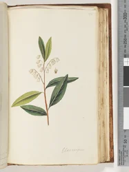 Página 151. Elaeocarpus