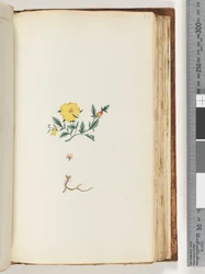 Página 153. Planta não identificada