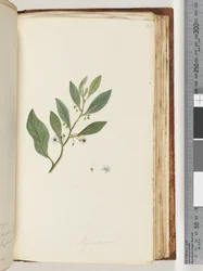 Página 161. Myoporum