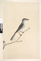 Página 16. Ceblephyris ao longo da borda inferior em mão diferente Do mesmo tamanho do pássaro de onde o desenho foi tirado. April Grey Shrike Thrush Gaita Colluricincla, 1791-92