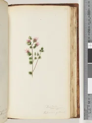 Página 170. Decandria monogynia. Kalmoides of Banks