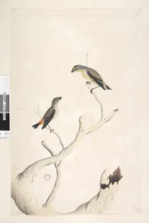 Página 17. Pardalotus. ao longo da borda superior na mão diferente de agosto. Ambos desenhados em tamanho natural. adicionado em terceira mão e supostamente de um tipo diferente Pardalote Malhado e Pardalote Estriado Oriental Pardalotus punctatus e Pardalo