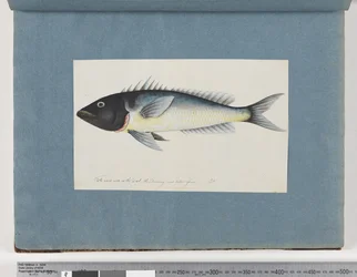 Página 17. Peixes não identificados (aguarela sobre papel)