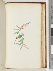 Página 186. Planta com flores, uma trepadeira