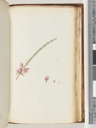 Página 188. Planta não identificada