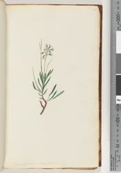 Página 18. Conospermum longifolium Conesos de folha longa