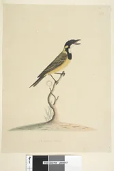 Página 18. Golden Whistler Pachycephala pectoralis de tamanho natural, macho, 1791-92