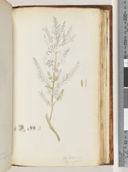 Página 190. Melaleuca timifolia - Tomilho Mel de murta