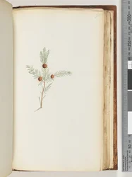Página 191. Planta não identificada