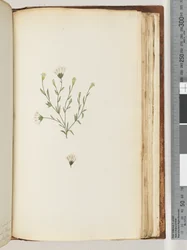 Página 196. Planta não identificada