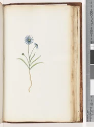Página 198. Planta não identificada