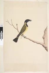 Página 19. Abril. Golden Whistler Pachycephala pectoralis, tamanho natural, masculino, 1791-92