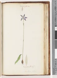 Página 206. Parte de trás das pétalas. Parte traseira da folha. Arethusa pilosa - orquídea labial de cera