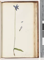 Página 207. Arethusa pilosa - orquídea labial de cera