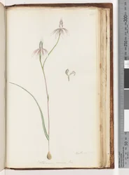 Página 208. Arethusa certe Caladenia carnea Br - Orquídea Pink Fingers