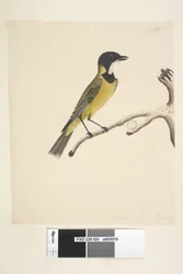 Página 20. Tamanho natural. April Golden Whistler Pachycephala pectoralis, sexo masculino, 1791-92