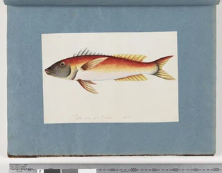 Página 20. Peixes não identificados