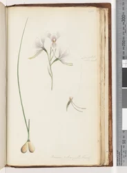 Página 214. Diuris elongata Saracty Orquídea roxa do burro