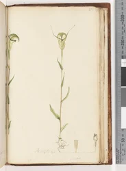 Página 215. Pterostylis op - green
