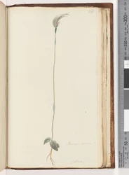 Página 216. Pterostylis nutans -